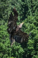 Unter Geiern - Weisskopf-Seeadler - Luftkampf