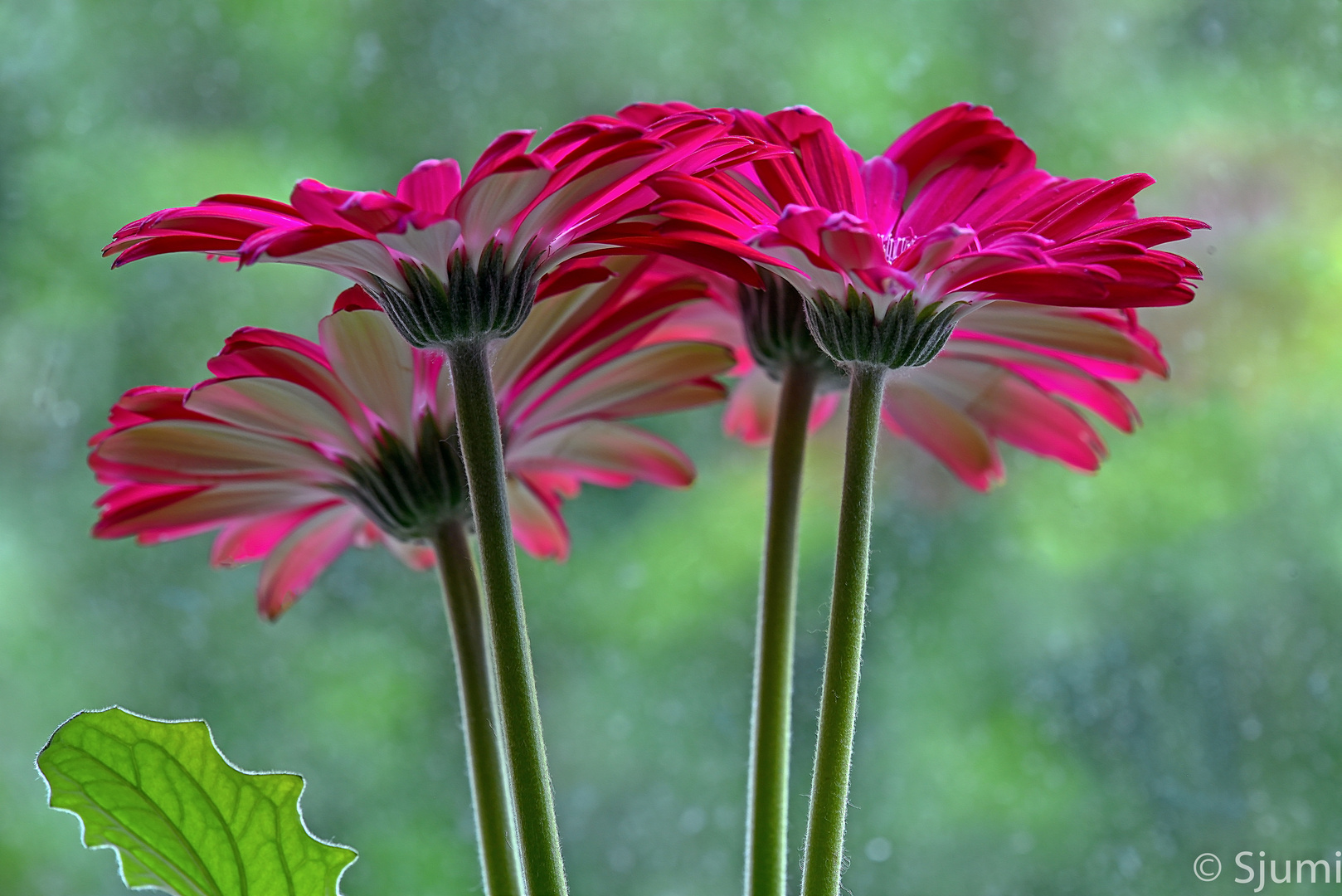 Unter Gerbera......