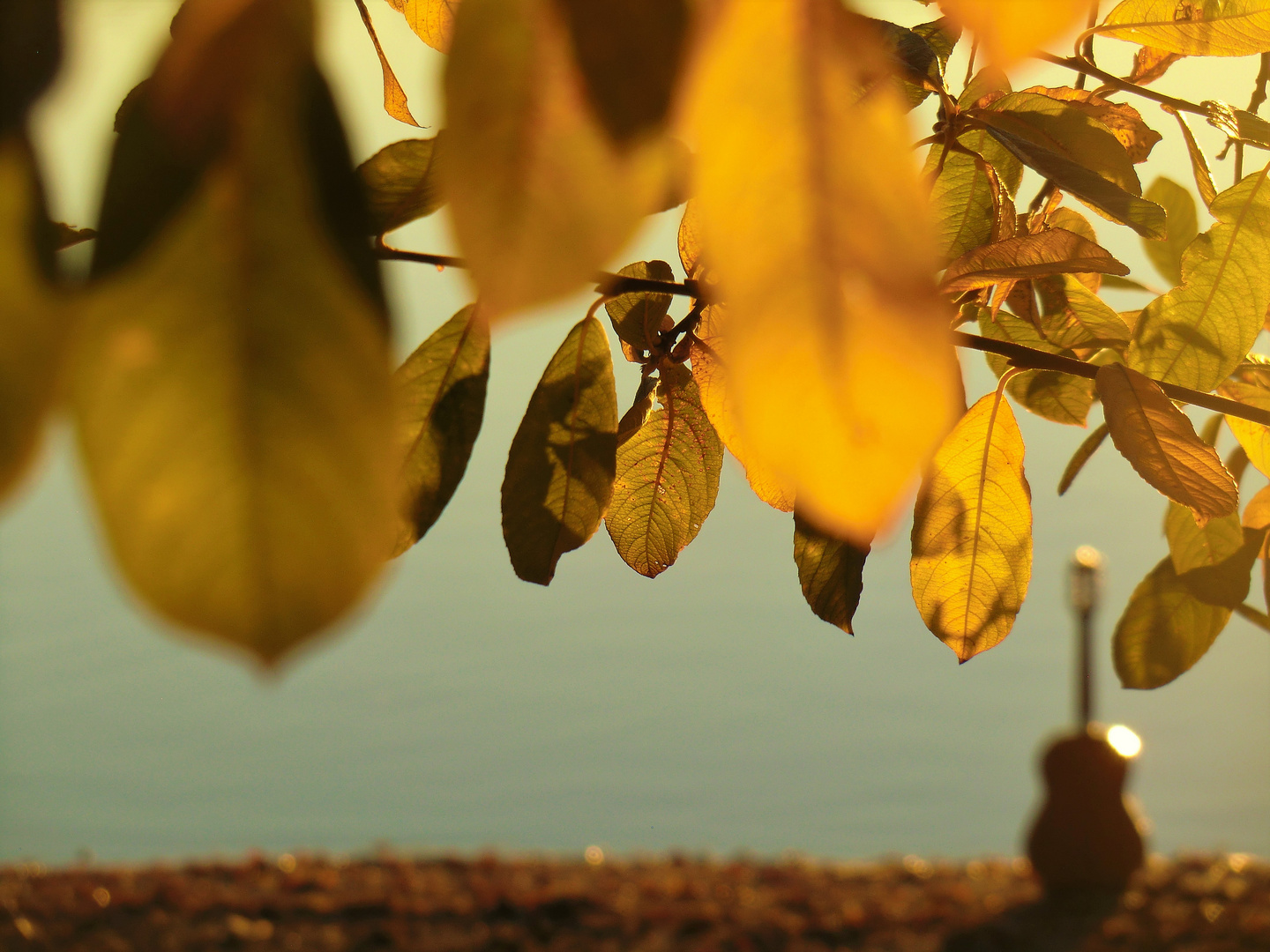 Unter goldenen Blättern