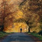 Unter herbstlichen Bäumen