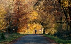 Unter herbstlichen Bäumen