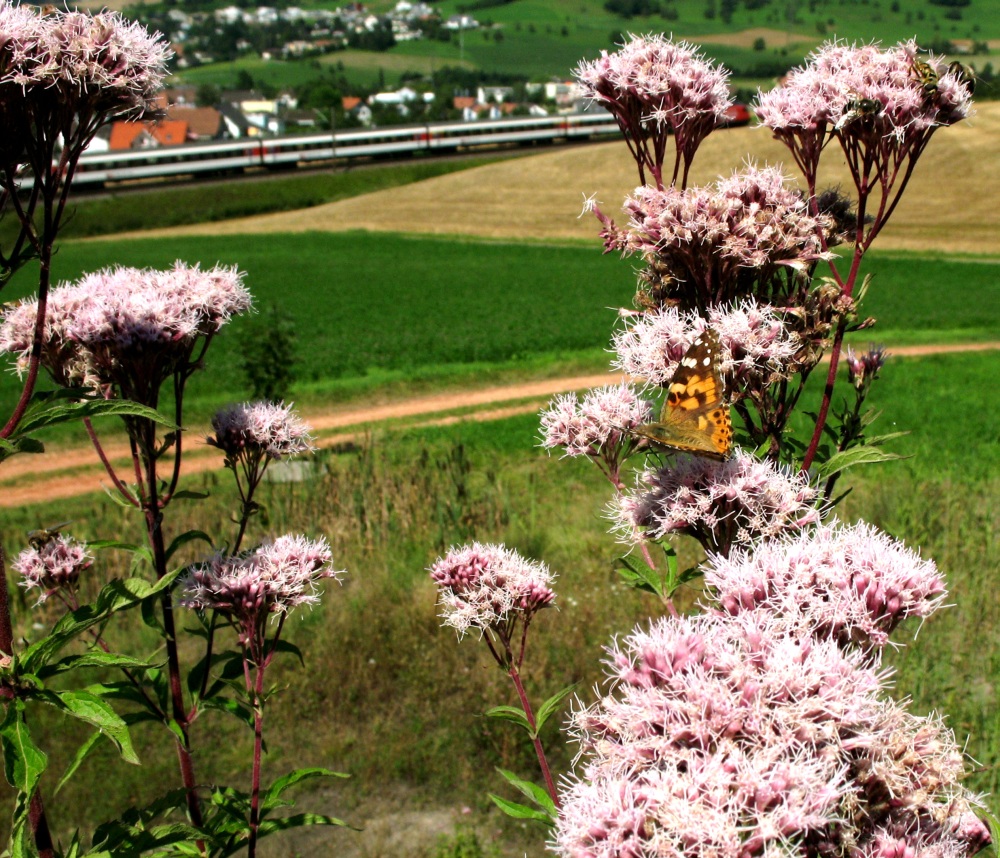 Unter Insekten