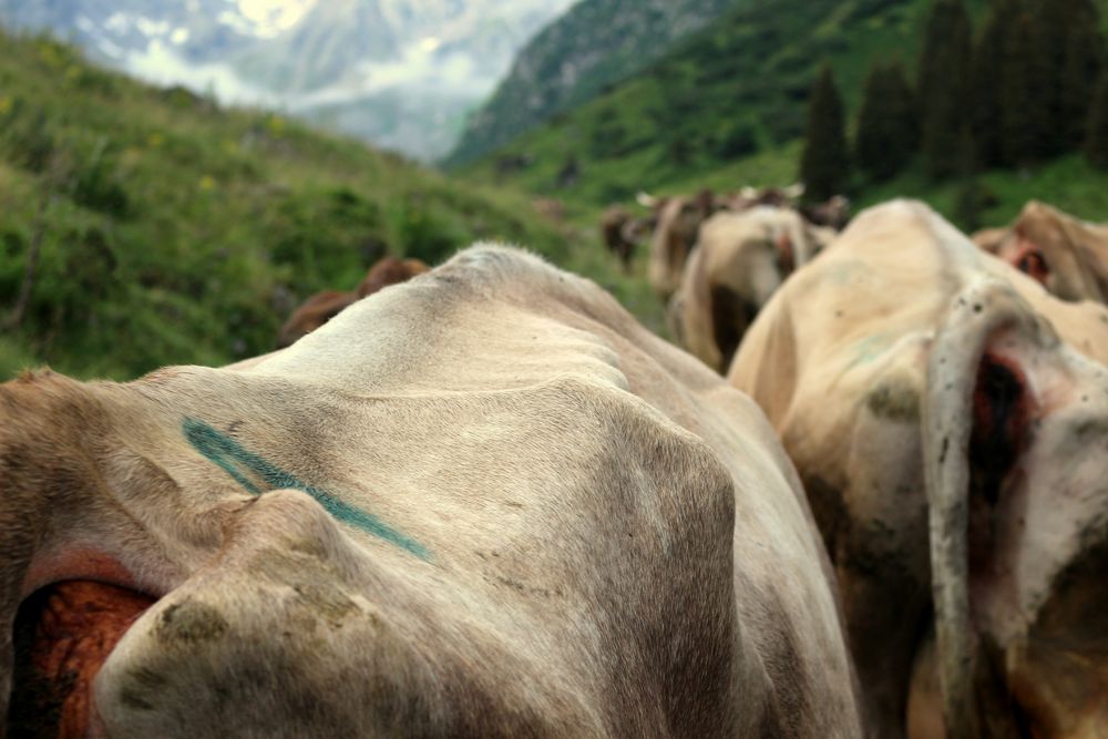 Unter Kühen im Garnera