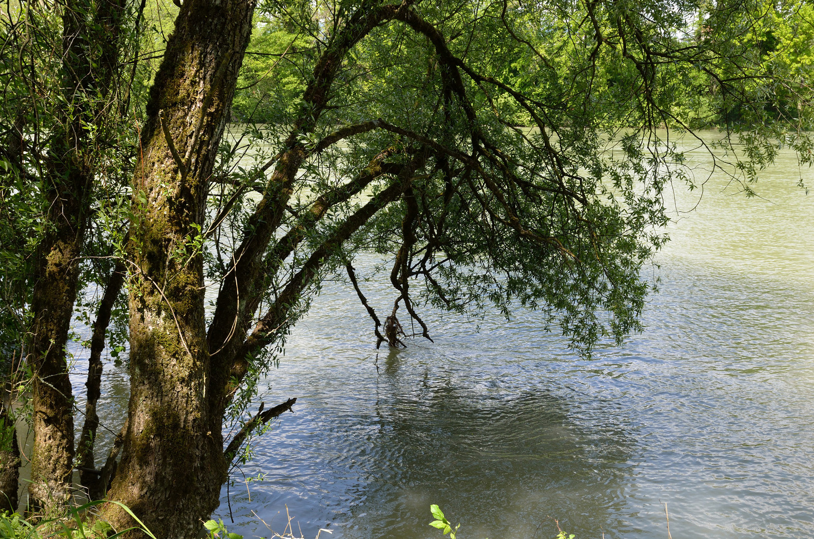 Unter Last an der Aare