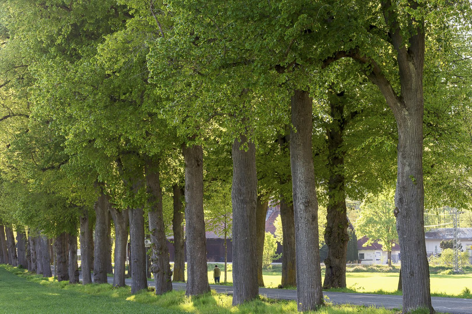 Unter Linden linde Lüfte genießen