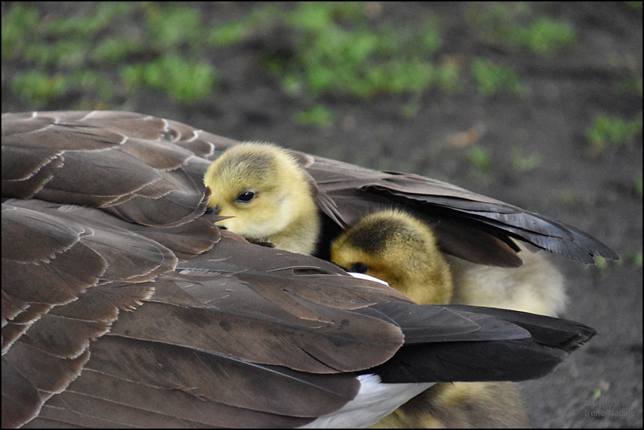 Unter Mama´s Fittichen...