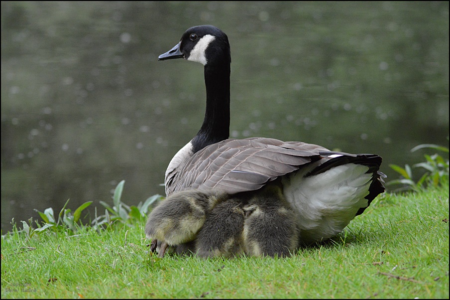 Unter Mama´s Fittichen...