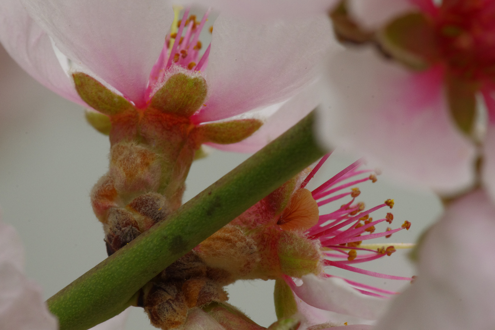 unter Mandelblüten