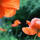 "Unter Mohn...."