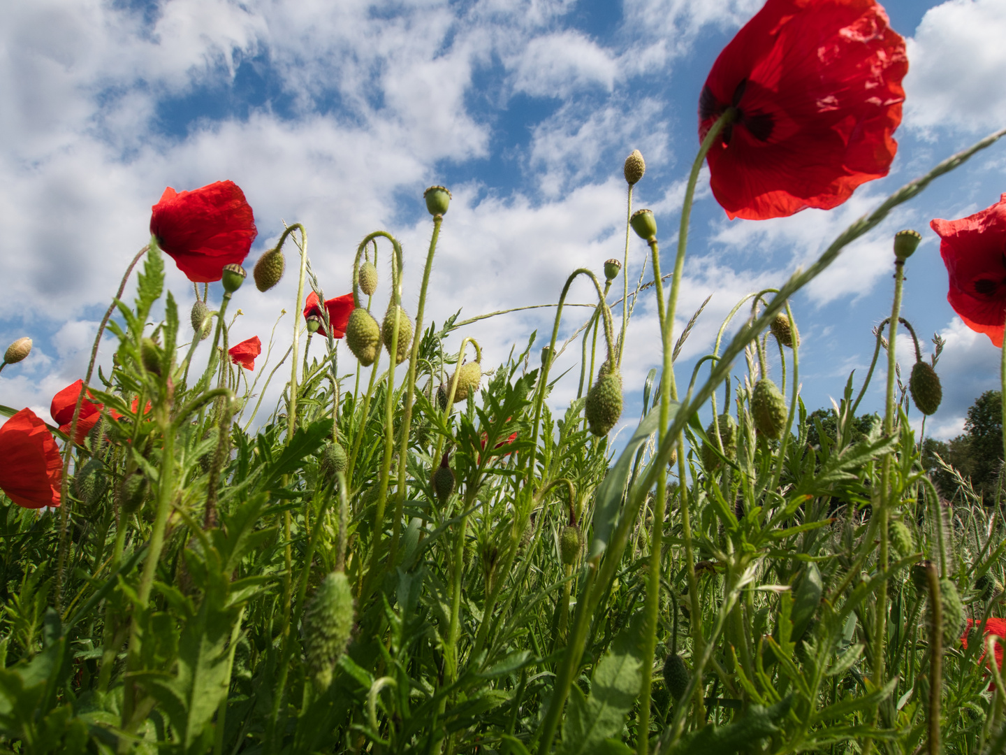 Unter Mohnblumen