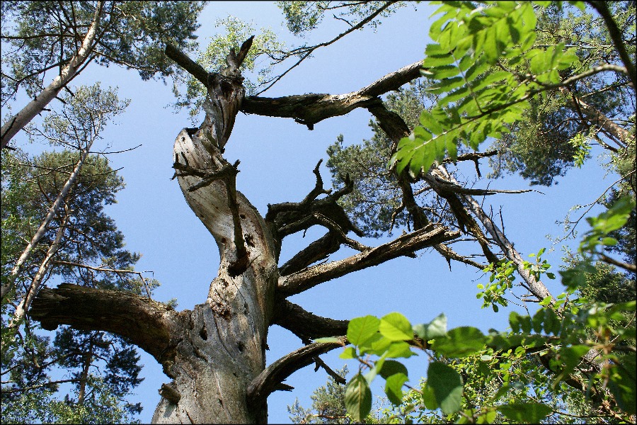 Unter Naturschutz