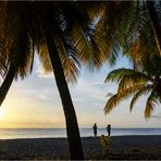 Unter Palmen auf Dominica