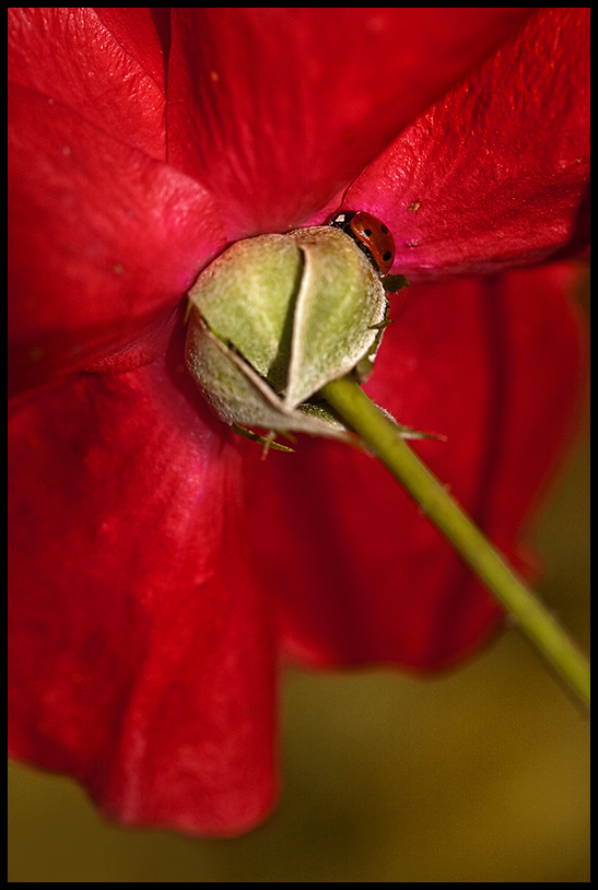 unter Rosenblättern versteckt ...