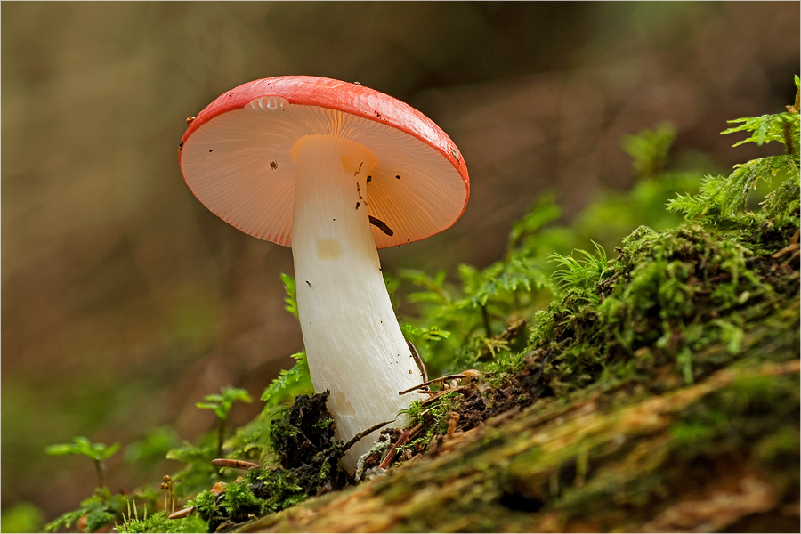 unter Rotkäppchens Röckchen