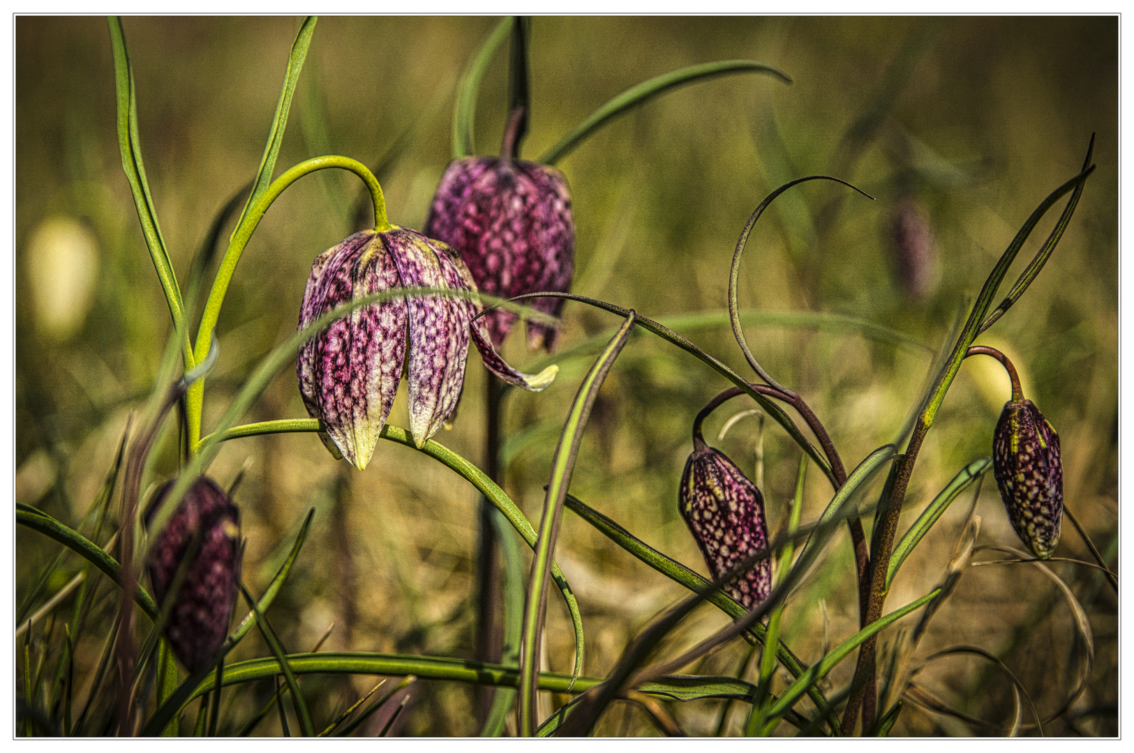 Unter Schachbrettblumen