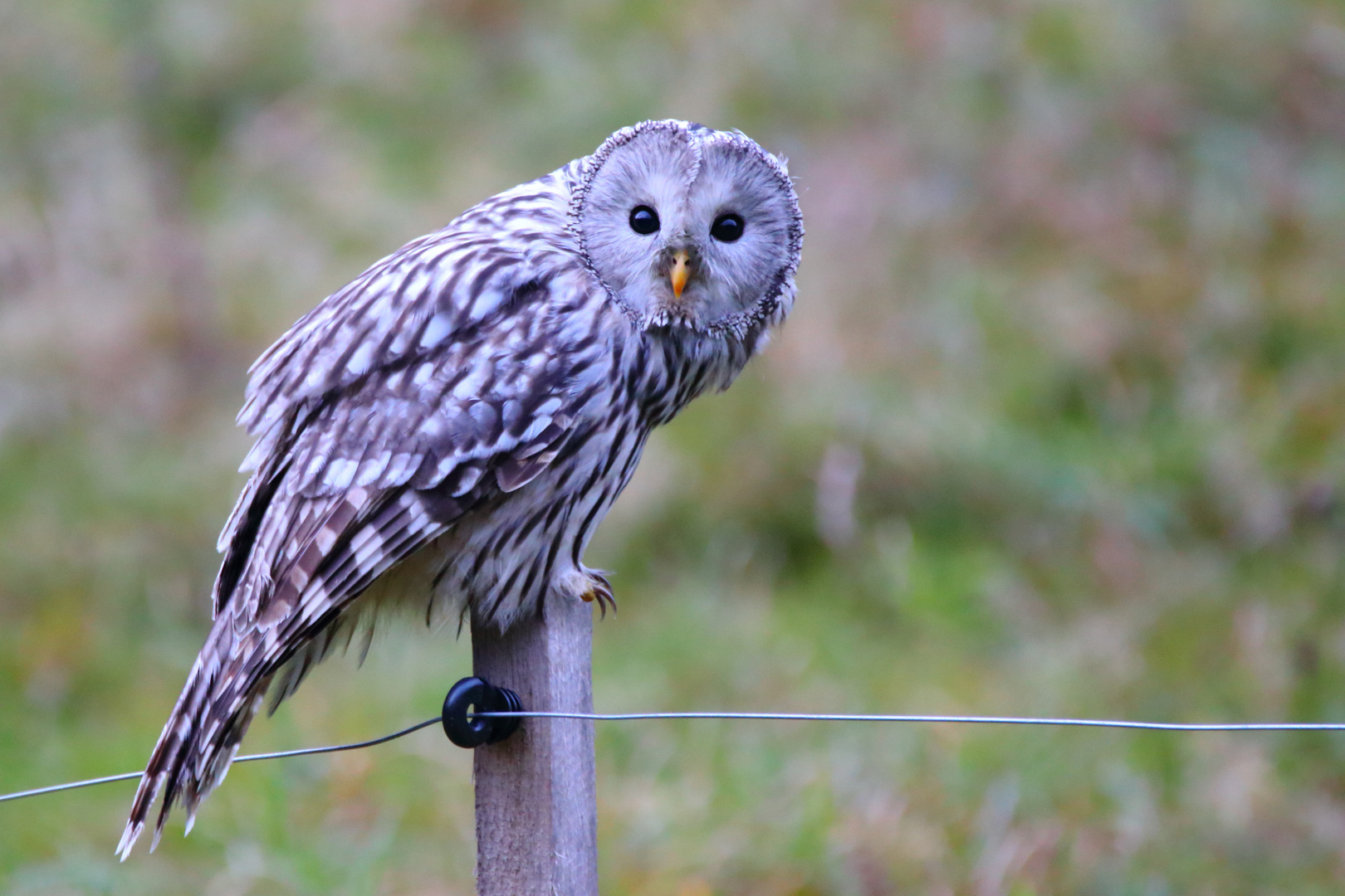 Unter Strom (Wildlife)