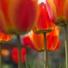 Unter Tulpen