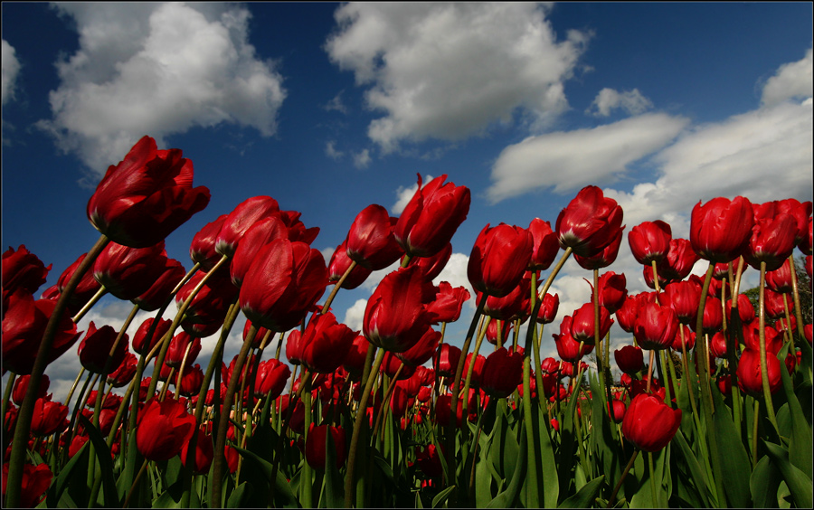 unter Tulpen......2