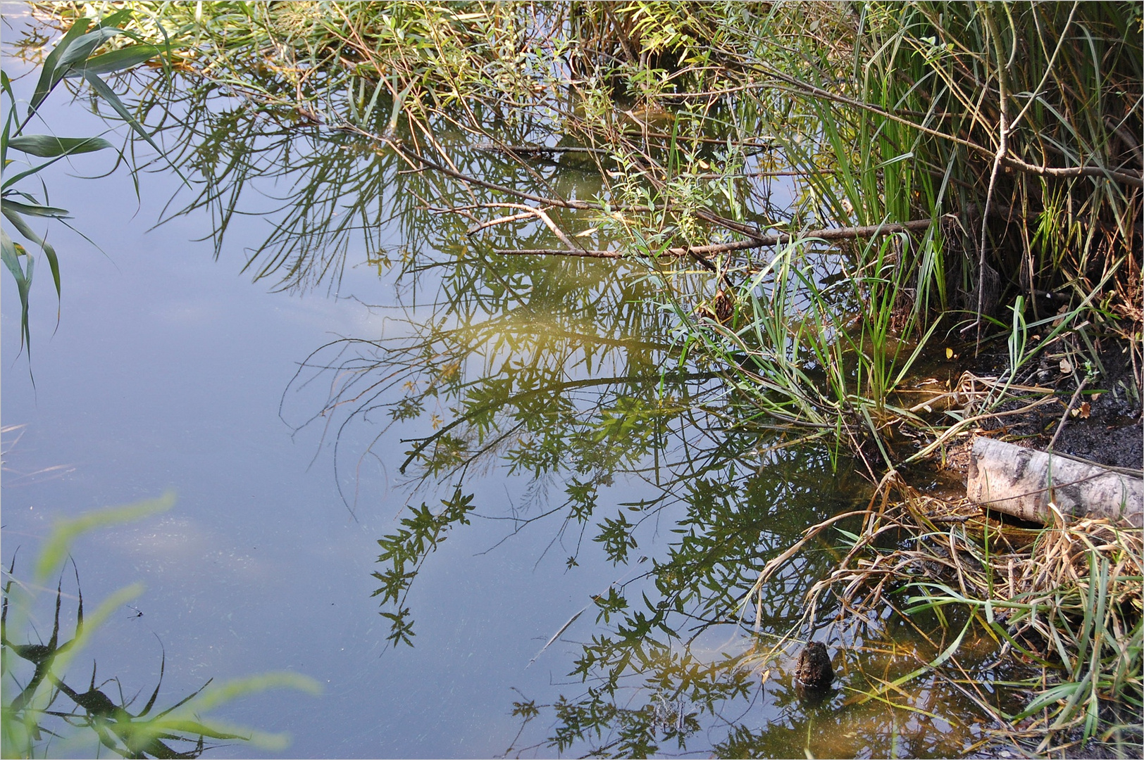 Unter- und Überwasserbild