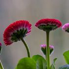 Unter uns Gänseblümchen....