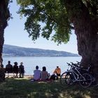 Unter uralten Bäumen am Bodensee