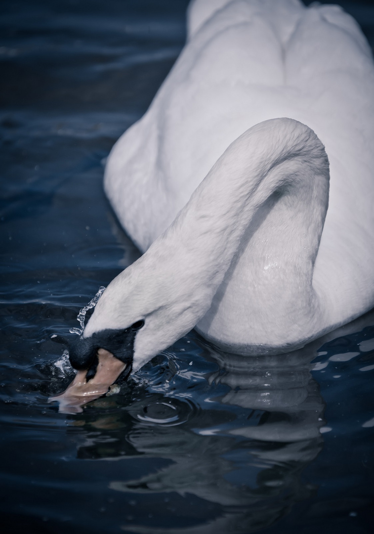 Unter Wasser gibts die besten Leckereien