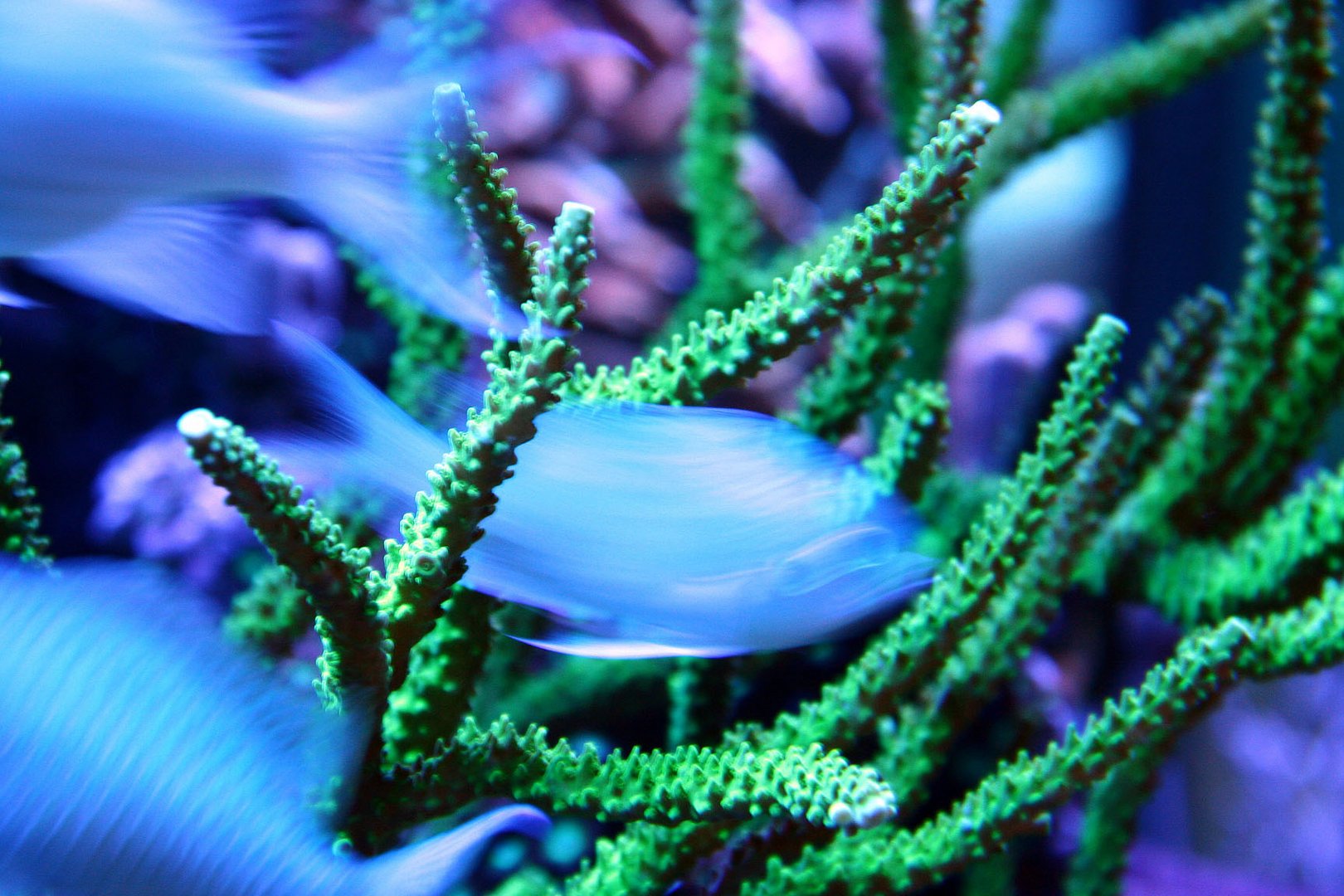 Unter Wasser, Niedere und Höhere Tiere, Aquarium Naturkundemuseum Karlsruhe