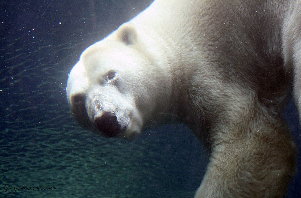 unter Wasser - über Wasser - zur Zeit einfach Eisbären-Wetter!!!