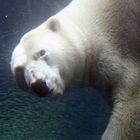 unter Wasser - über Wasser - zur Zeit einfach Eisbären-Wetter!!!