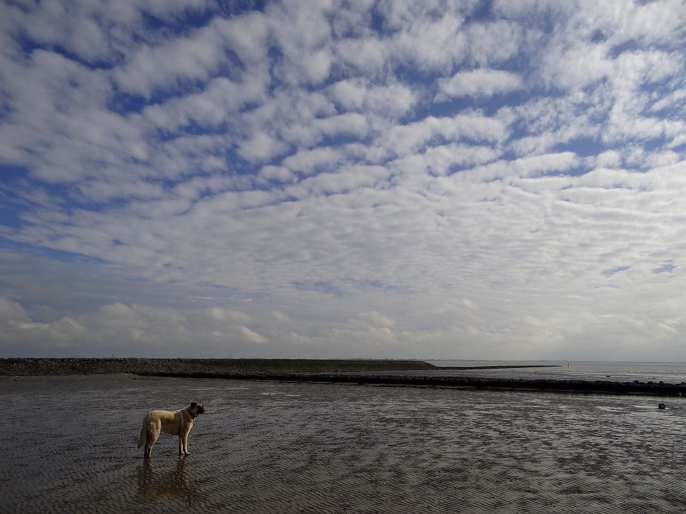 Unter watteweichen Wolken im watteweichen Watt