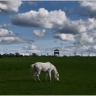 Unter weißen Wolken ...