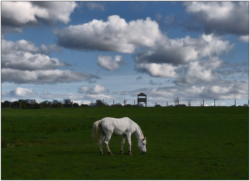 Unter weißen Wolken ...