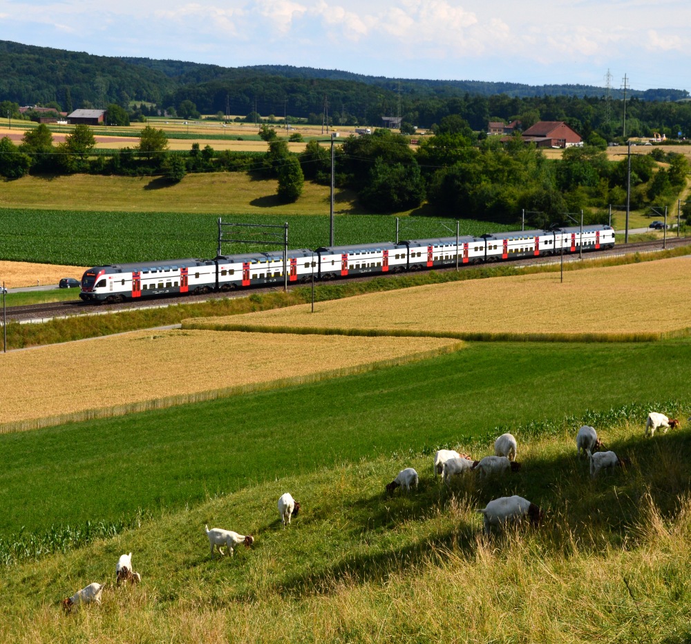 Unter Ziegen