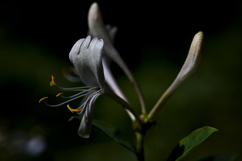 unterbelichtete Blüten #5