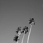 .unter.den.palmen.kaliforniens.