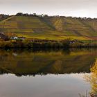 Untere Mosel, Winninger Brückstück, Weinberg