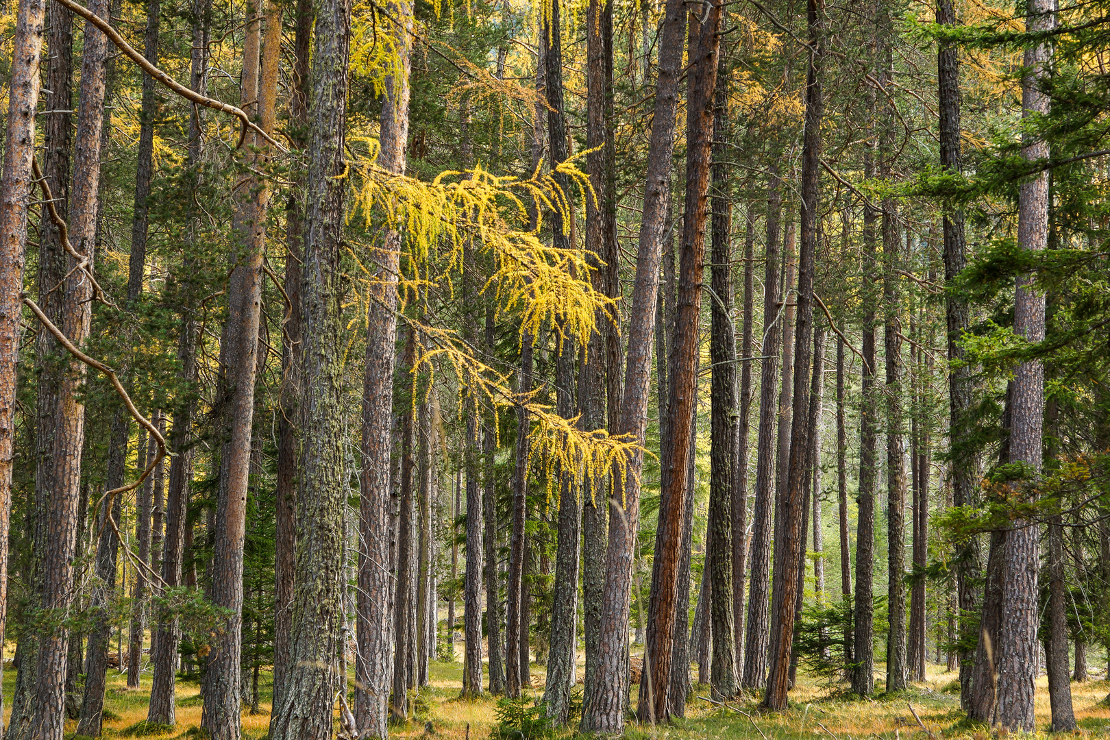 Unterengadin - Herbst 2021 - 1