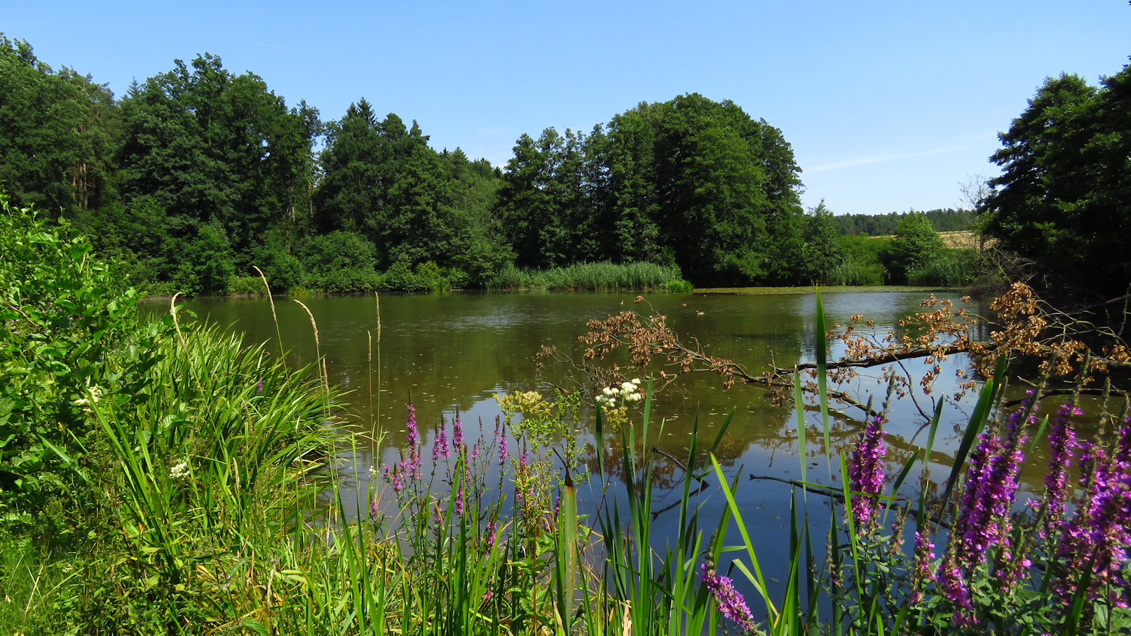 Unterer Metzenweiher/Magretenhaun