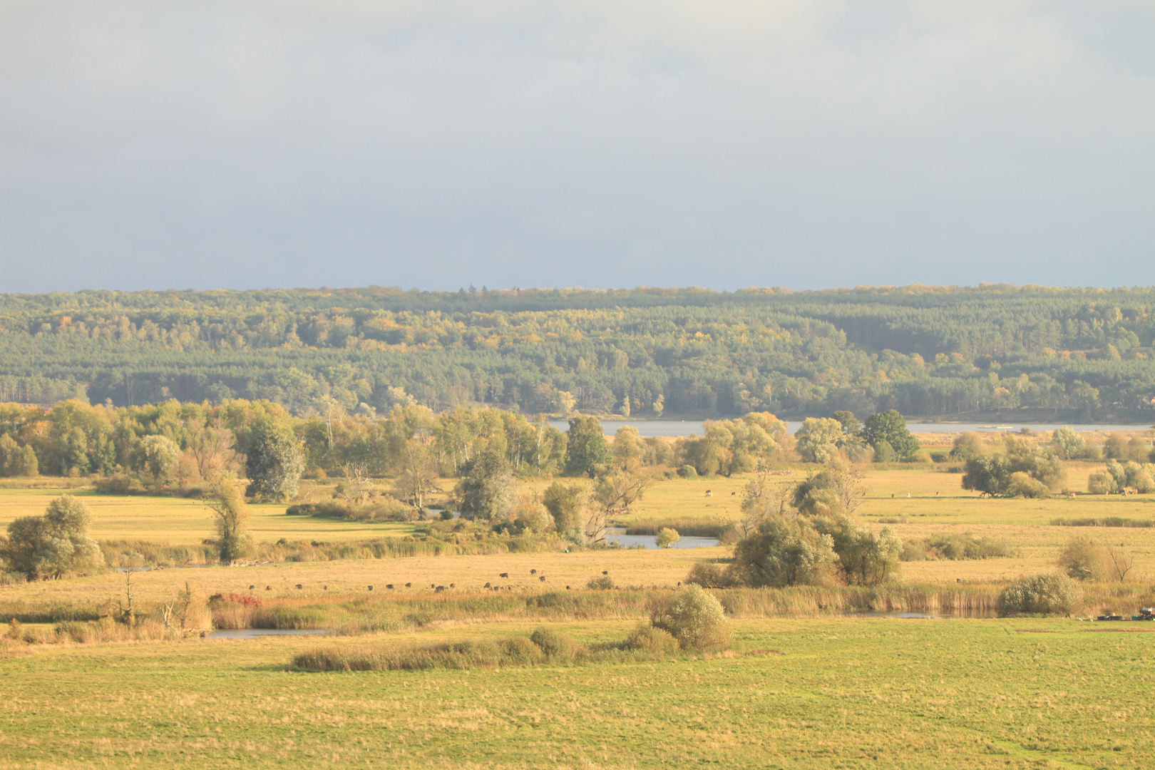 Unteres Odertal bei Stolpe