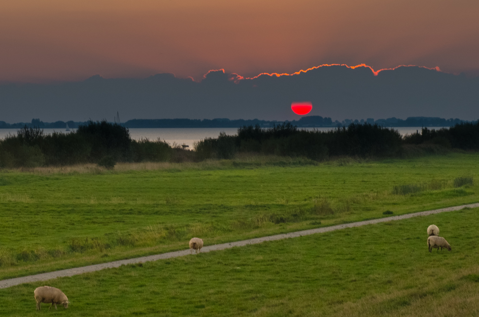 Untergehende Sonne an der Elbe bei Kollmar