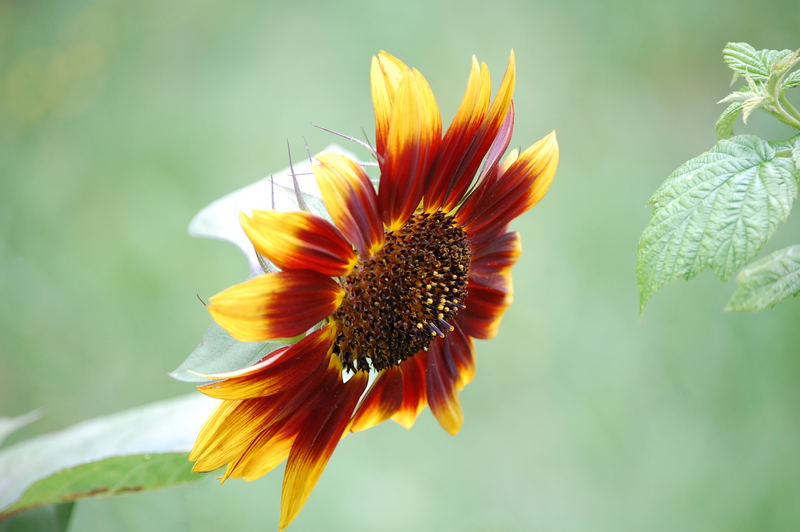 Untergehende Sonne(nblume)