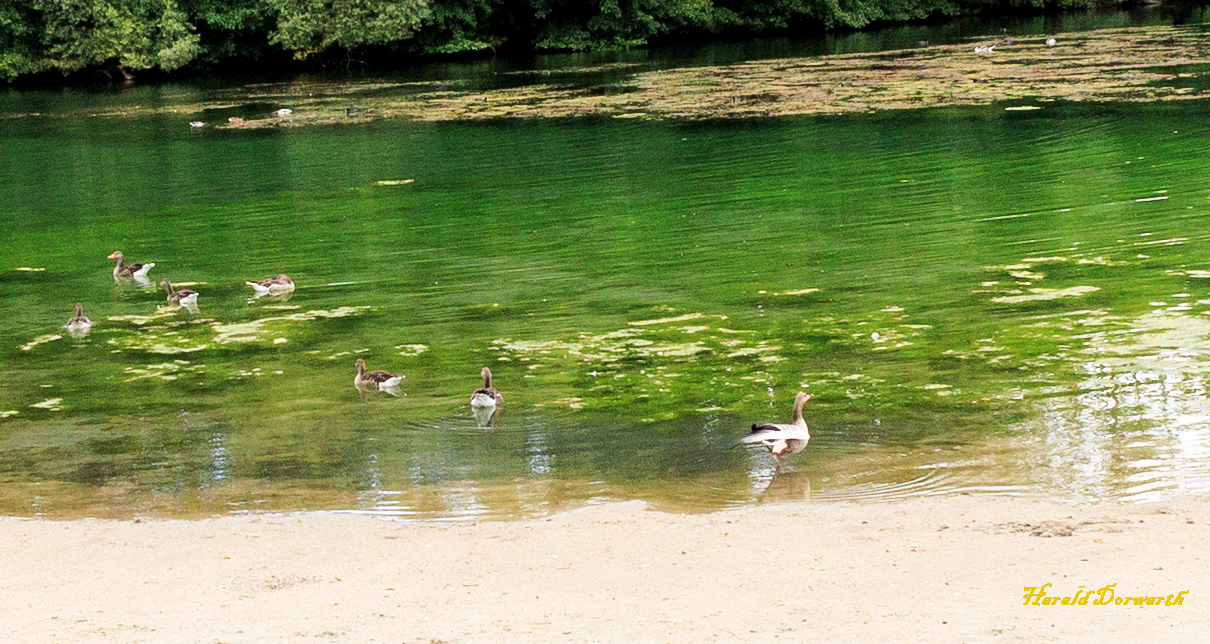 Untergrombach Graugänse im Baggersee