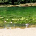 Untergrombach Graugänse im Baggersee