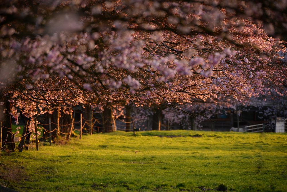 Unterhalb der Kirschblüten