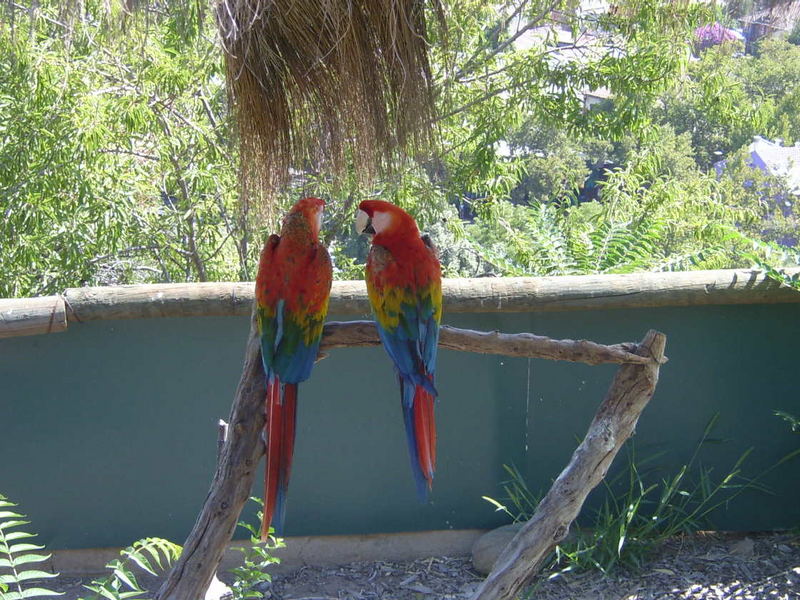 Unterhaltende Papageien