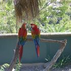 Unterhaltende Papageien