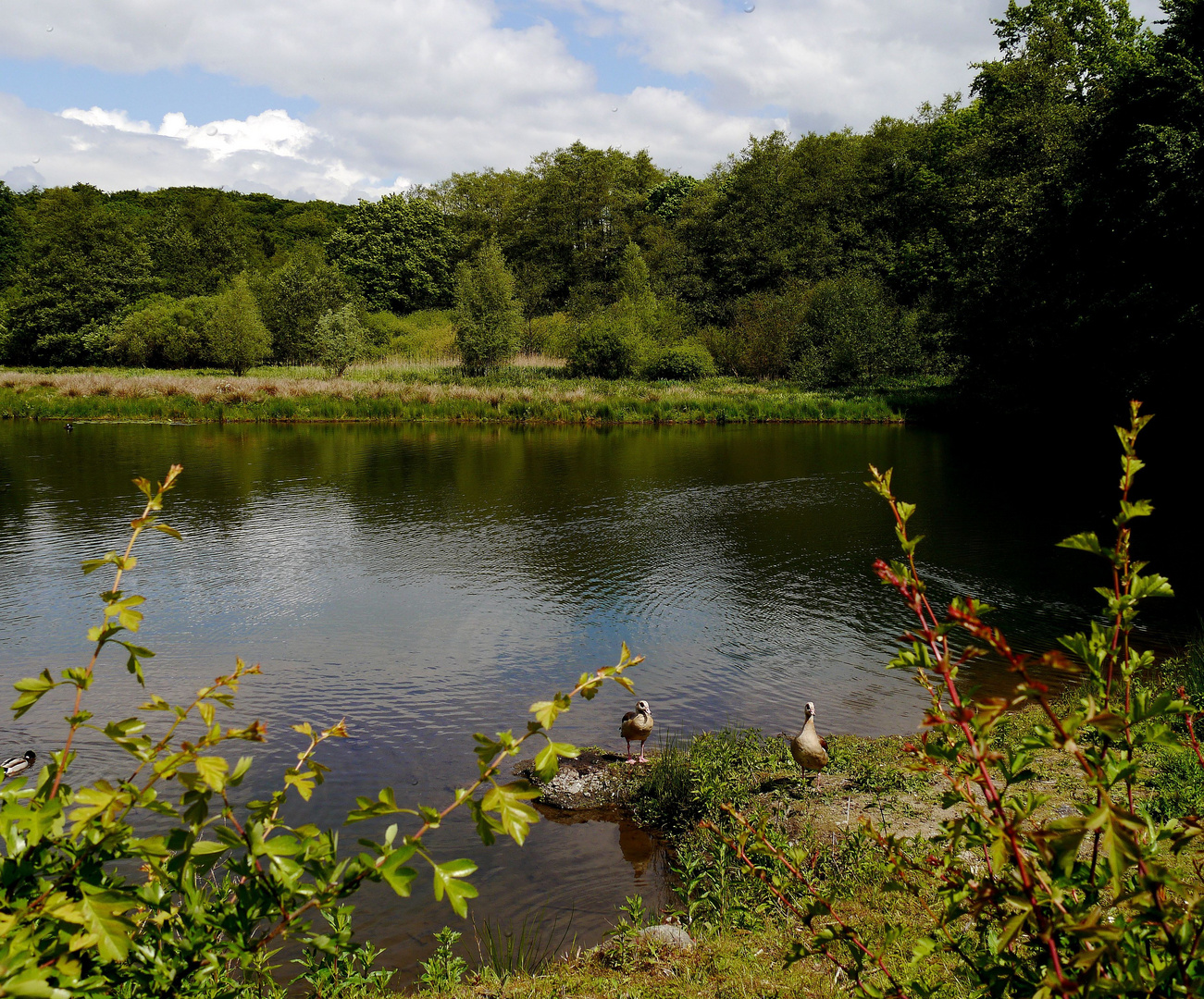 "Unterhaltung der Nilgänse" am Mühlenteich.