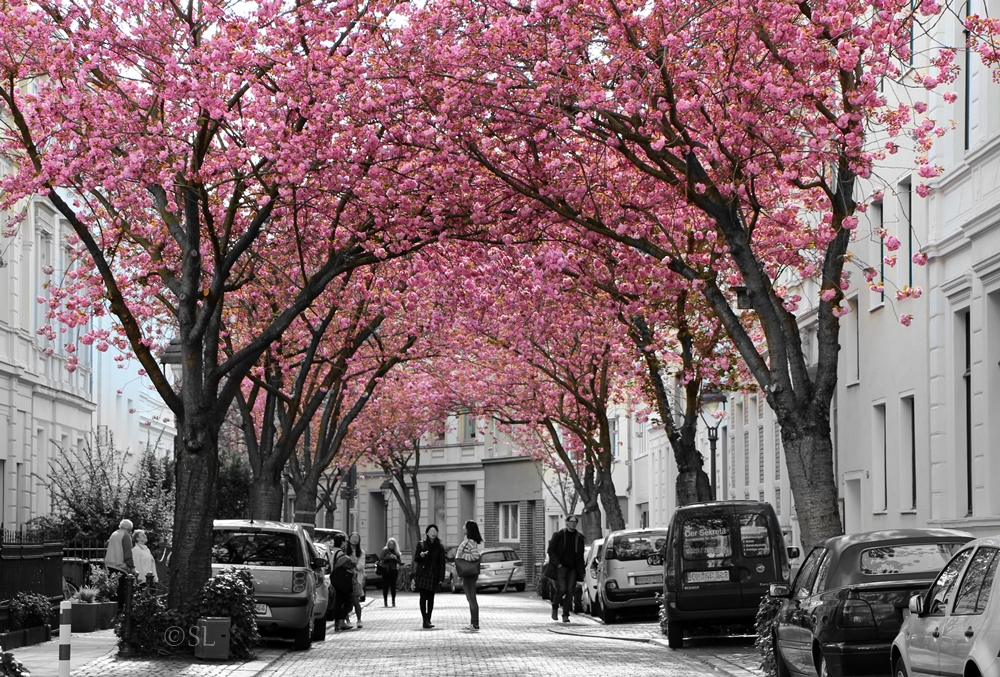 Unterhaltung unter Blüten