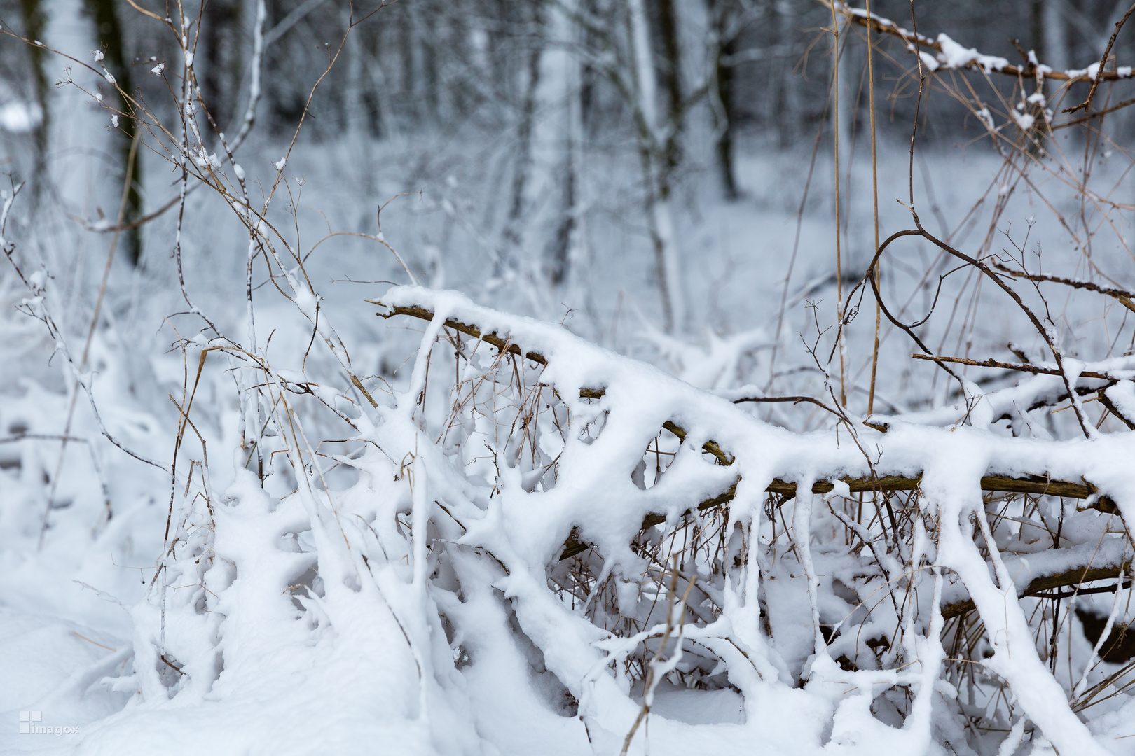 Unterholz im Schnee