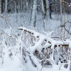 Unterholz im Schnee